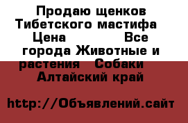 Продаю щенков Тибетского мастифа › Цена ­ 45 000 - Все города Животные и растения » Собаки   . Алтайский край